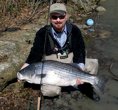 John Erskine's Guadalupe Striper
