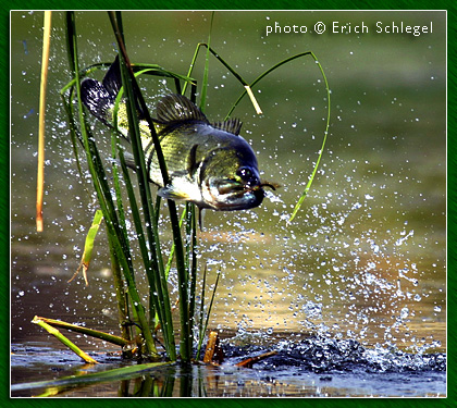 texas guadalupe bass. Crazy Bass Photo - by Erich