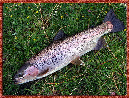 Arroyo Pescado Rainbow Trout