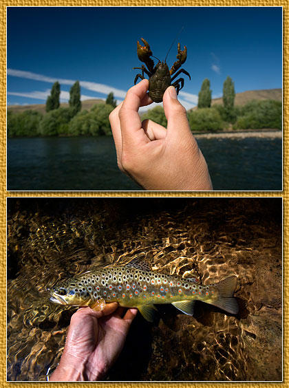 llamuco brown trout, alumine pancora