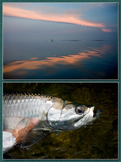 isladelsabalo tarpon fishing yucatan
