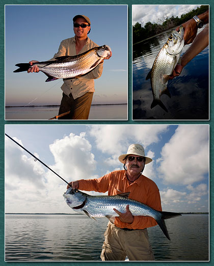 tarpon-2 tarpon fishing yucatan