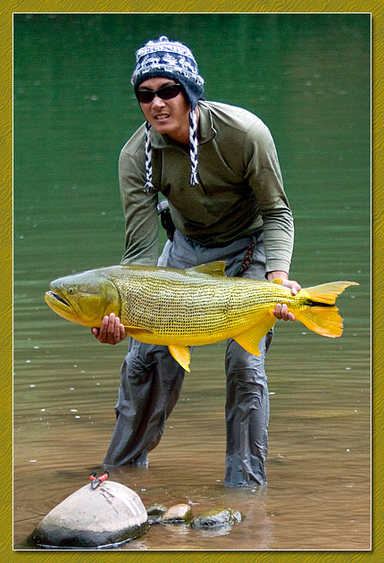 dorado1231